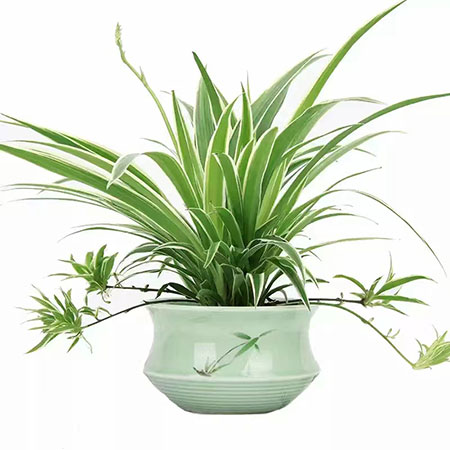 專門為中小企業(yè)提供綠植租賃服務的一家公司，專業(yè)提供各種綠植租賃、綠化養(yǎng)護服務。公司秉承客戶至上、品質為先的服務理念，服務周到!